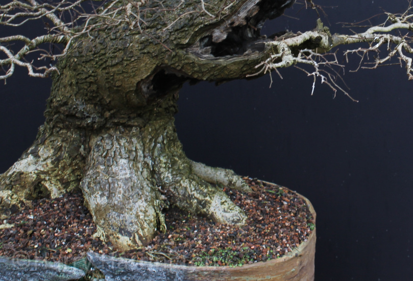 elm bonsai